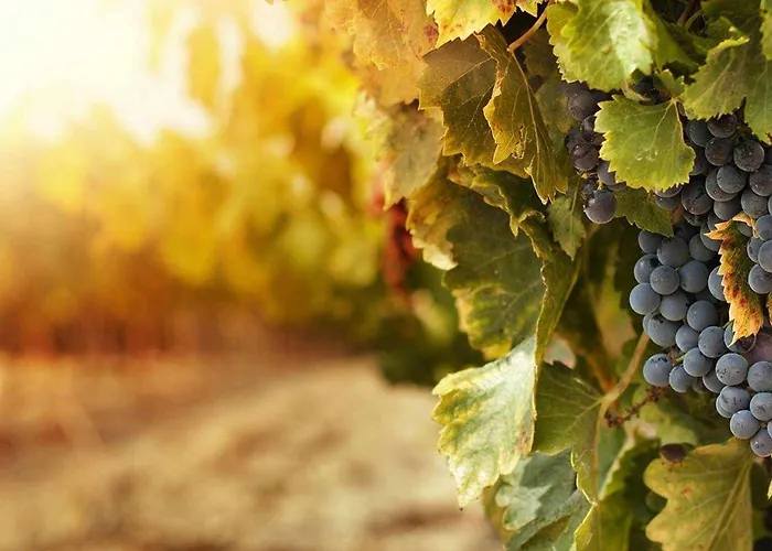 Del Aire | Torrellas. Tarazona/moncayo Torrelles